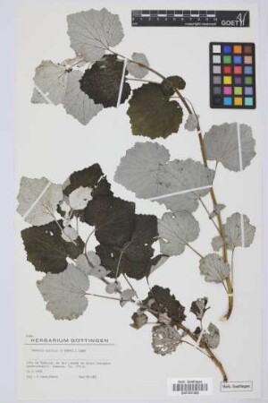 Senecio auritus Lowe