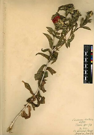 Compositae Carthamus tinctorius Linné, Carl von (1707 - 1778) [Tiberias, Twerja, Teverya]