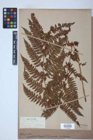 Athyrium alpestre (Hoppe) Rylands