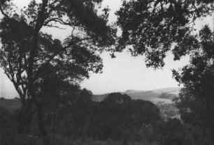 Urwald : Urwaldlandschaft auf dem Grundstück von Küstermann