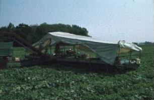 Fotografie: Gartenbautechnik-Freiland, Erntetechnik, Einlegegurken
