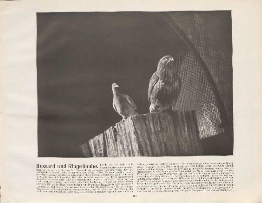 Bussard und Ringeltaube