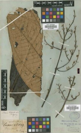 Diplochita sessilifolia Griseb.[syntype]