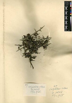 Leguminosae Calycotome villosa Link, Heinrich Friedrich (1767 - 1851) [Wadi es-Suwenit (Trockental)]