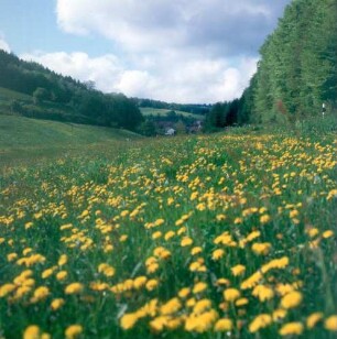 Spessart. Blumenreiches Wiesental