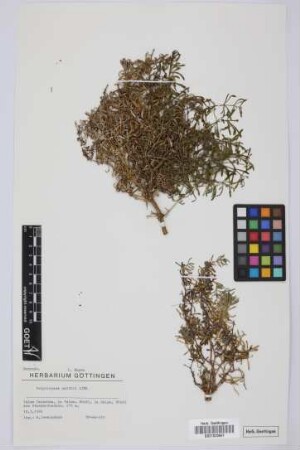 Polycarpaea smithii Link