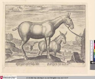 Mula et asinus