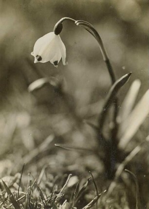 Märzenbecher (Leucojum vernum) im Polenztal