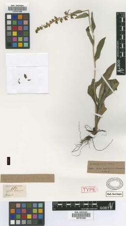 Digitalis brachyantha Griseb. [holotype]