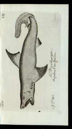 No 40. der Menschenfresser. Squalus Carcharias.