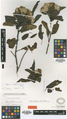 Pluchea glabra Griseb. [type]