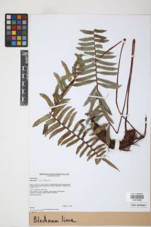 Blechnum lima Rosenst.