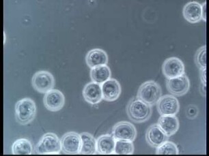 Fortpflanzung und Entwicklung von Blastocladiella emersonii