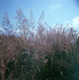 Urwald Sababurg. Schwingelgras