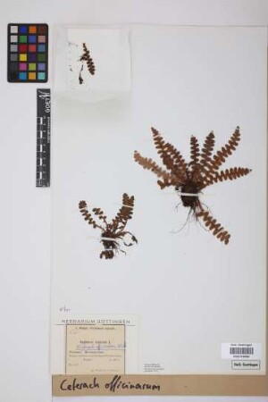 Ceterach officinarum DC.
