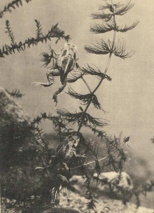 Jungfrösche (Teichfrösche, Rana esculenta)
