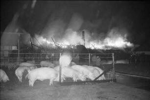 Großbrand in einem Schweinestall der landwirtschaftlichen Versuchsanstalt Forchheim