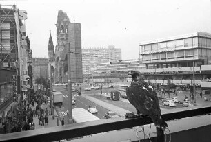 Berlin: Adler an der Leine auf dem Fußgängerüberweg zum Europa-Center
