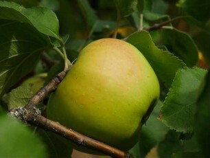 Apfelbaum Sorte: Riesenboiken - Baum 112