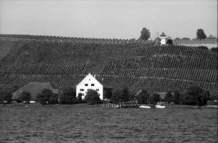 Meersburg: Weinberge am Bodensee (vom See aus)