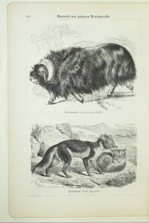 Polarfuchs (Canis lagopus)