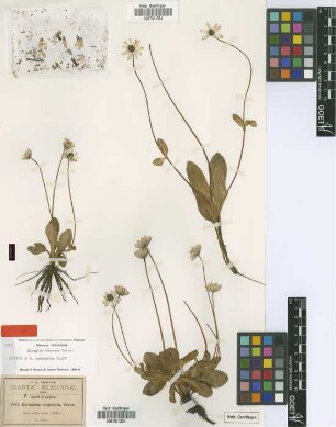 Eryngium commutatum H.Wolff [isotype]