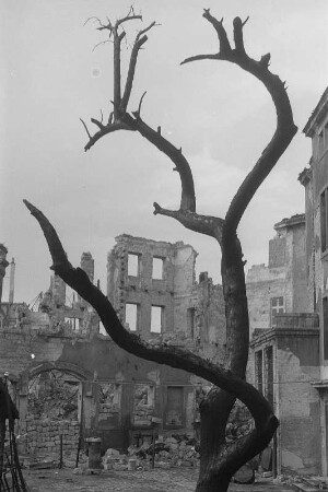Dresden. Verkohlter Baum gegen Ruinen