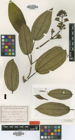 Miconia sintenisii Cogn. var. Cogn. integrifolia[type]