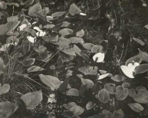Drachenwurz : Königswartha, Drachenwurz (Calla palustris), auch Sumpf-Calla, Sumpfkalla, Schlangenwurz
