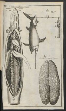 Zu p. 98, 110, 165