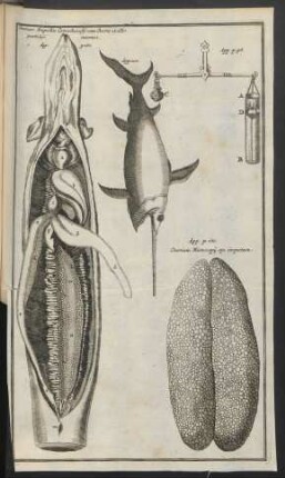 Zu p. 98, 110, 165