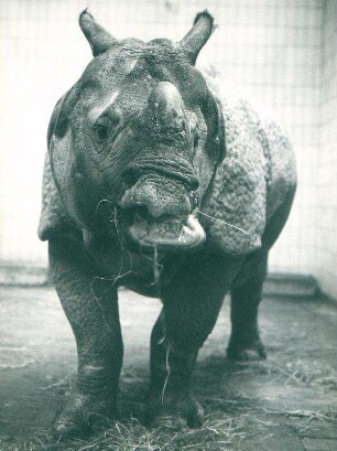 Zoo Berlin: Nashorn