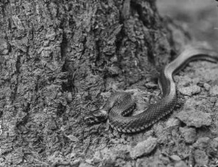 Ringelnatter : Ringelnatter (Natrix natrix)