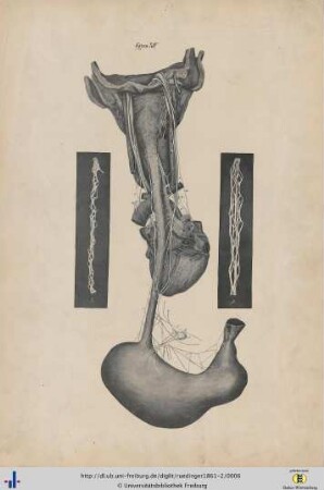 Figura XIV.