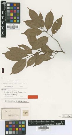 Sideroxylon cylindrocarpon Poepp. & Endl. [isotype]