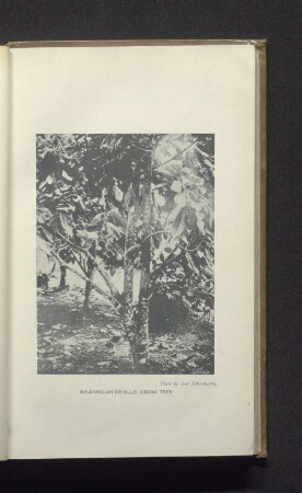 Nicaraguan criollo cacao tree.