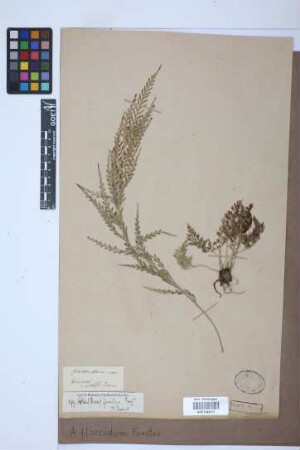 Asplenium flaccidum G.Forst.