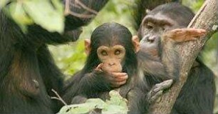 Jane's Journey - Die Lebensreise der Jane Goodall