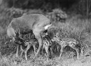 Rehe. Ricke mit drei Kitzen