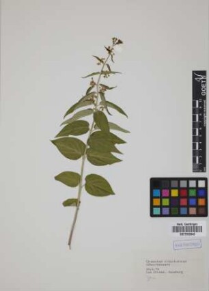 Cynanchum vincetoxicum