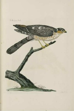 The Male Sparrow Hawk