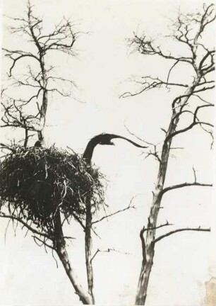 Seeadler (Haliaeetus albicilla L.), vom Horst abstreichend