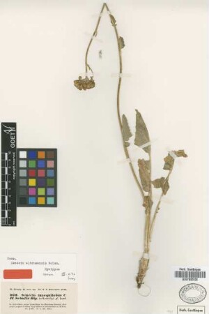 Senecio inaequilobus Sch.Bip. ex Boiss.