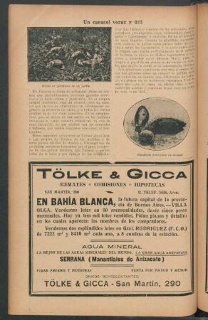 Un caracol voraz y útil