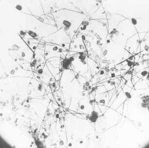 Aspe : Technikgeschichte | Stoffkunde und Materialprüfung | Stoffkunde | Faserstoffe