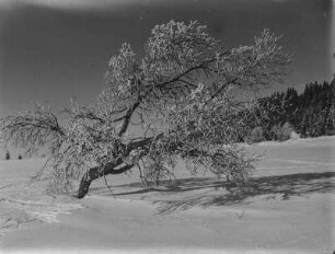 Rauhreif : Von Rauhreif bedeckter Baum