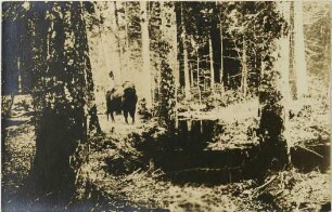 Bison bonasus (Linnaeus, 1758)