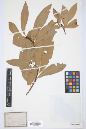 Laurus canariensis Webb & Berth.
