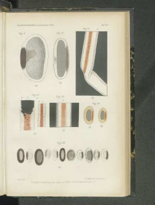 Tafel XII. Fig. 9. - Fig. 14.