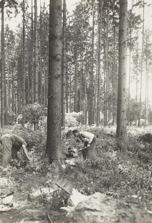 Harz: Forstrevier Allroda. Holzfäller mit der Motorsäge